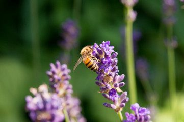 Buckfastbiene sammelt Pollen am Lavendel