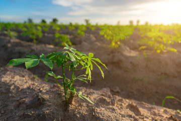  cassava in cassava field with sun set light