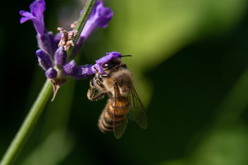 Buckfastbiene sammelt Pollen am Lavendel