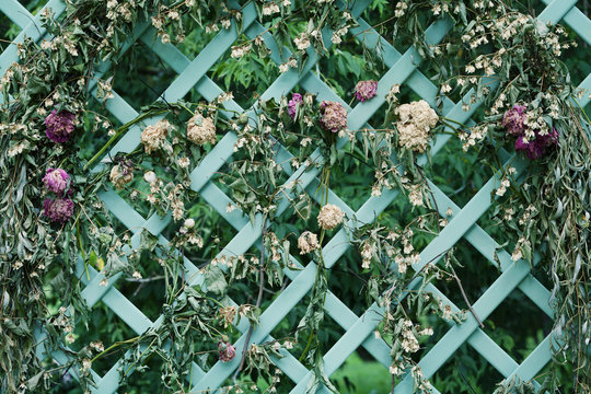 Fototapeta Dried flowers on decorative lattice in the garden, vintage style