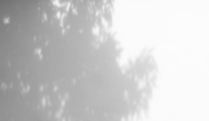 shadow of the leaves on a white wall