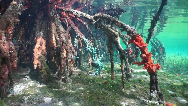 Mangrove tree roots underwater with some colorful sponges and a yellow stingray moving on the seabed, Caribbean sea, Panama, Central America
