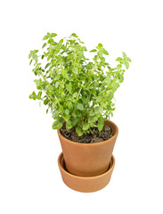 Fototapeta premium basil pot, isolated , herb