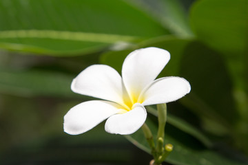 White frangipani flowers.