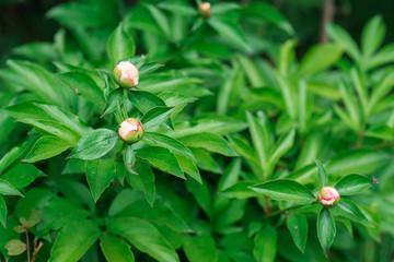The buds of peony flowers