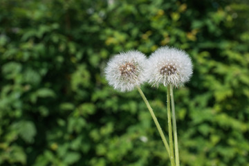 White dandelions, natural green background