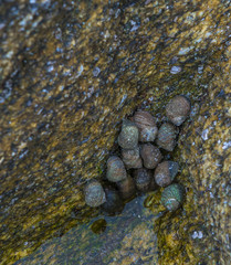 escargots de mer