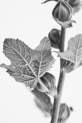 Black and white macrophoto of plant object with depth of field