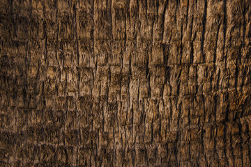 Fototapeta premium palm bark fine pattern