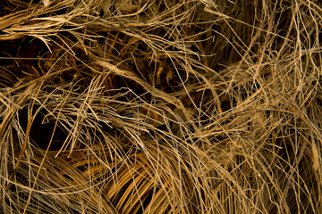 dry bark of a palm tree