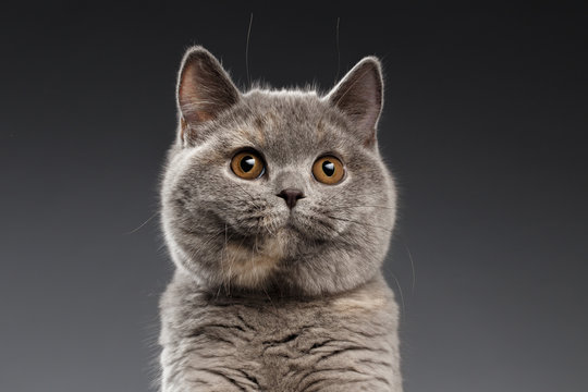 Close-up Portrait of Plush Gray British Cat Curious Looking in Camera on Dark Background, Front view