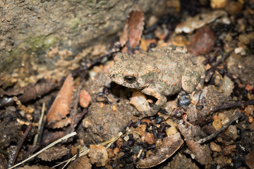 This is a photo of one kind of toad, was taken in XiaMen exhibition garden, China.