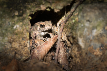 This is a photo of one kind of toad, was taken in XiaMen exhibition garden, China.