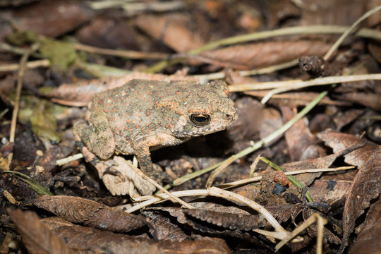 This is a photo of one kind of toad, was taken in XiaMen exhibition garden, China.
