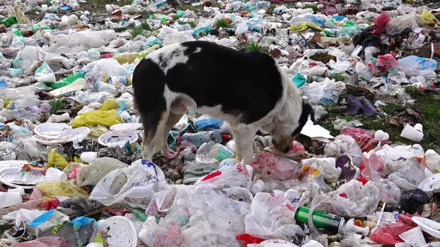 Dolly shot of black dog digging in the garbage, searching for food