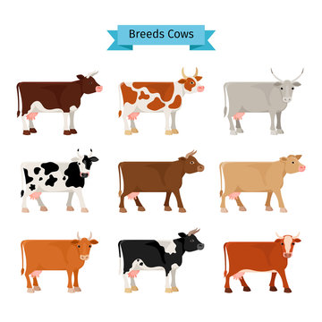 Cow flat icons. Vector cows of different colors