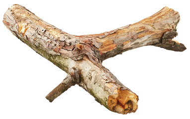 Tree branch