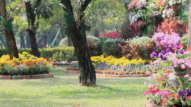 Flowers in the garden, HD vdo. /Landscaped flower garden with lots of colorful blooms on summer, HD vdo.