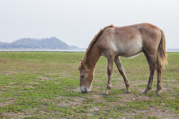 Naklejka na ściany i meble horse in farm feeding field