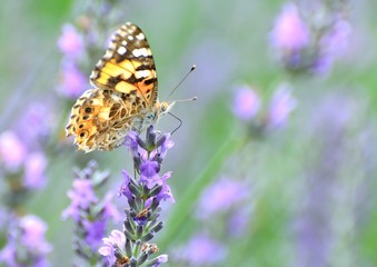 ラベンダーの花にカラフルな蝶