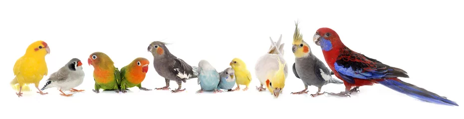 Fotobehang groep vogels © cynoclub