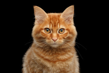 Naklejka na ściany i meble Close-up Portrait of Ginger Kurilian Bobtail Cat Curious Looking in Camera on Isolated Black Background, Front view
