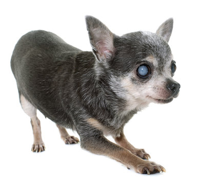 Old Chihuahua With Cataract