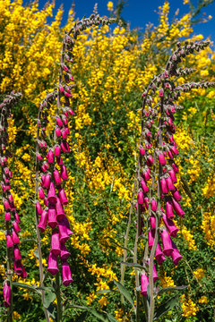 Digitalis purpurea. Planta en flor de Digital, Dedalera.