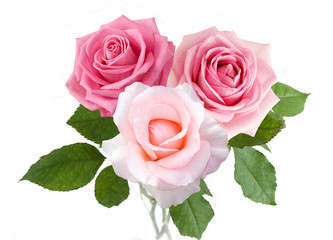 Beautiful rose flowers bunch isolated on white background