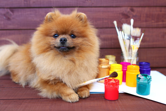 Dog artist. Beautiful pomeranian dog with paints and brushed on wooden background. Clever spitz