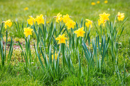 First spring green meadow grass field yellow daffodil narcissus flower plant easter day