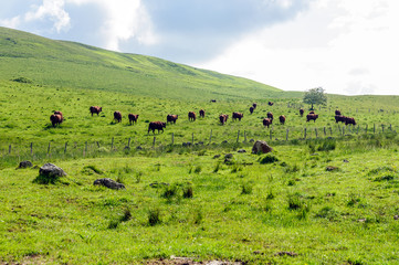 Troupeau salers allant au pré