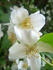 white jasmine tree in blossom