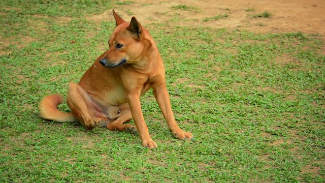 Video 1080p - Cute, healthy, stray dog scratching fleas on a patchy lawn near Van Vieng, Laos, in Southeast Asia.