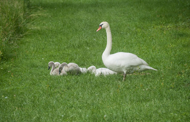 A view of happy family of swans near the old bench on the grass