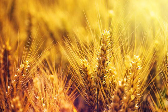 Golden wheat ears in cultivated field