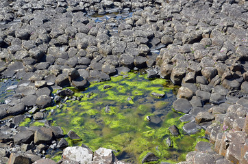 part of Giant Causeway with seaweed between rocks and see in Ireland