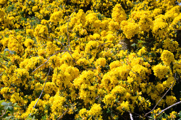 yellow flowering bush of flowers detail photography