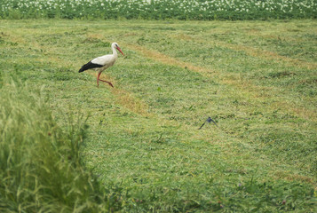 Obraz na płótnie Canvas A curious stork is walking on the field and looking for some food