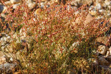 Rumex acetosella. Acedorilla, Acetosilla.