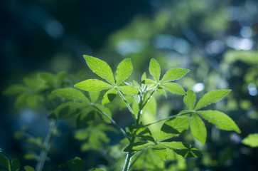 Fototapeta na wymiar Green Leaves 