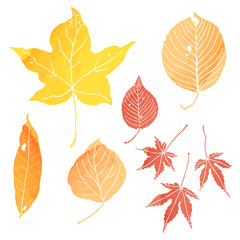 Fototapeta premium 落葉１