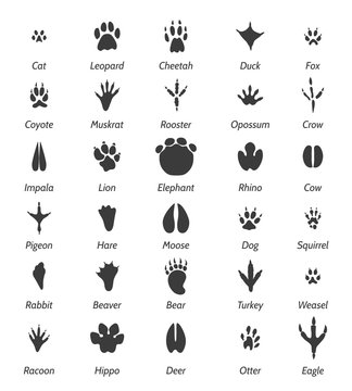 Animal tracks and bird footprints. Black vector icons and signs