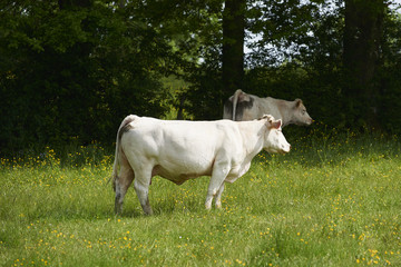 charolais 15