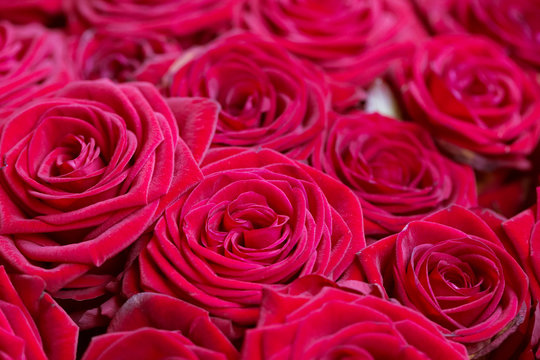 Rote Rosen im Blumenstrauss als Hintergrund