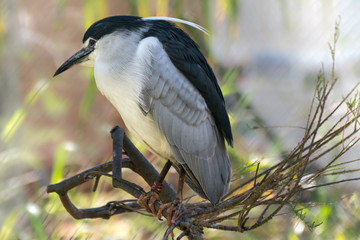 Black-crowned night heron (Nycticorax nycticorax)