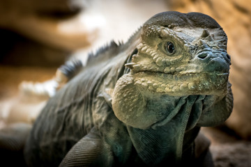 Rhinoceros iguana or Goliath Dragons (Cyclura Cornuta)