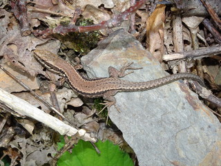 Waldeidechse sonnt sich auf einem Stein