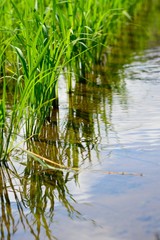 田植え後の稲は順調に根付き成長しています