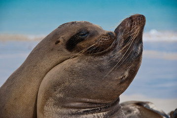 Pair of Galapagos Seals sharing a tender yin/yan embrace